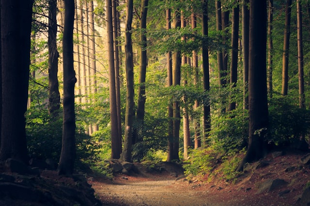 Sunlight through a forest