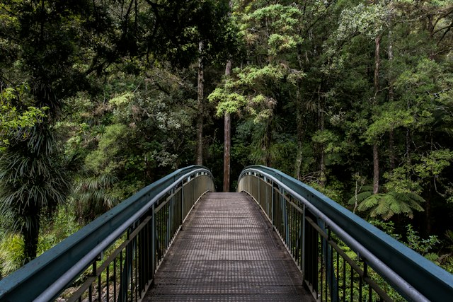 A wooden footbridge through a forest