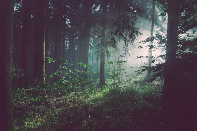 A path through tall trees